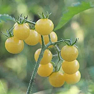 Coyote (Tomato Solanum lycopersicum vegetable) for planting in garden