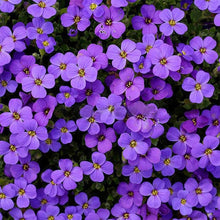 Mustard Brassica Juncea Blue Seeds for a fresh homegrown crop from the Decorative Garden Use