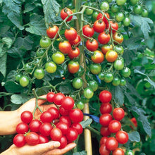 Vishenka Cherry Tomato Seeds for a reliable harvest in the Home Gardens