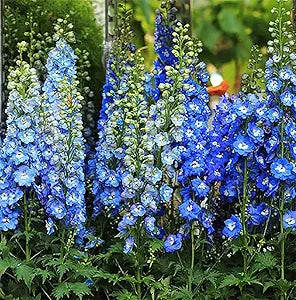 Delphinium blue flower seeds for long blooming garden flowers