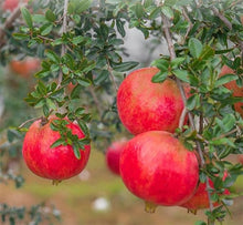 Big Pomegranate Semente De Frutas Tropicais Seeds for a homegrown harvest from the Fruit Garden