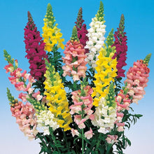 Snapdragon Antirrhinum Majus flower Seeds for colorful blooms in the kitchen garden borders and indoor pots
