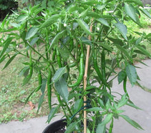 Giant Mongolia Sunflower Seeds tall flowers