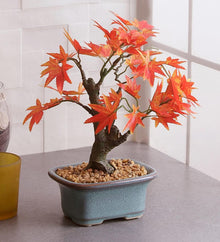 Japanese Maple Bonsai ��������� Acer palmatum ��������� for bonsai planting