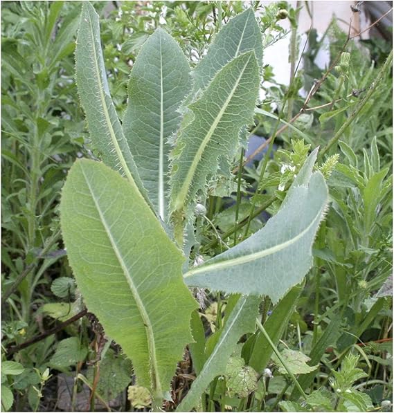 Wild Lettuce Lactuca virosa for planting in urban garden