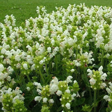 Plant Seeds (Prunella vulgaris) for gardeners building out beds and borders