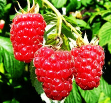 Raspberry Landscaping for planting in home garden.
