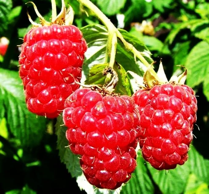 Raspberry Landscaping for planting in home garden.