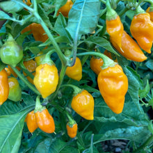 Datil Pepper Seeds (Capsicum chinense) for a productive addition to the vegetable patch