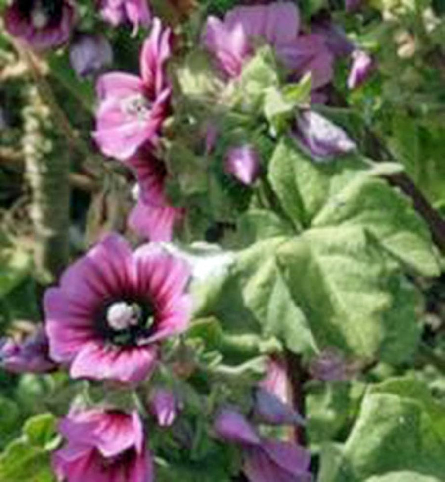 Rose Mallow mix flower seeds â€“ pink, white, and red perennial blooms