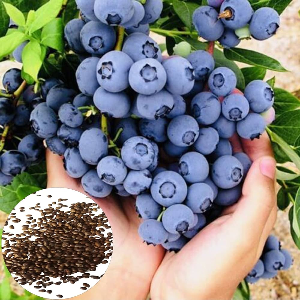 North American Blueberry Seeds Mix for fruitful garden growing
