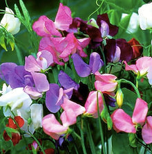 Mammoth Wahl Mix Sweet Pea Seeds for growers stocking the Fragrant Garden Flowers