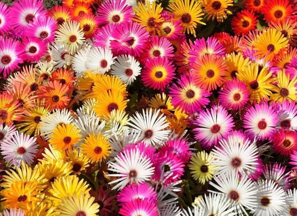 Livingstone daisy mixed seeds (Dorotheanthus bellidiformis) for colorful flower garden