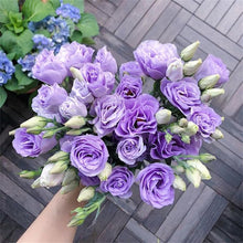 Eustoma Perennial Flowering Plants Potted Lisianthus Seeds for reliable seasonal color