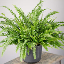 Fern Plant for Planting in Green Urban Garden Plants for colorful blooms in the Green Urban Garden