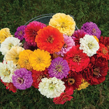Zinnia Zinnia Elegans Dahlia Flowered Mix Seeds known for flower Seasonal Displays
