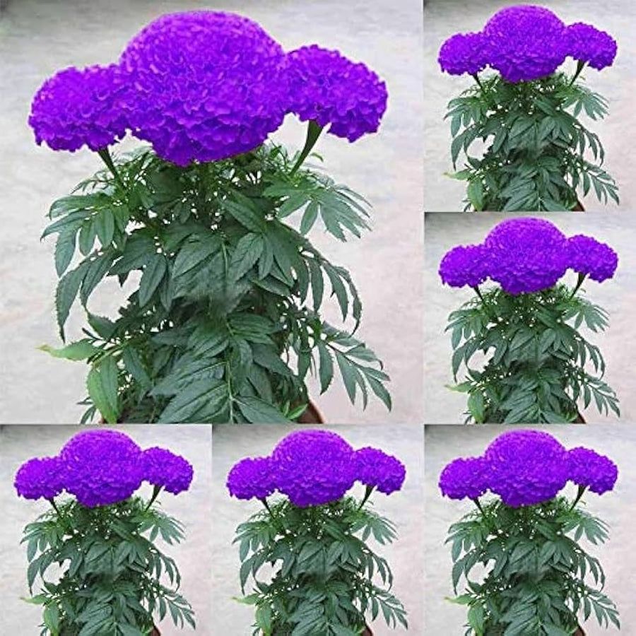 Marigold Tagetes Erecta Purple Blue Flower Seeds for Planting – Rare Color Variety for Garden Beds and Edges