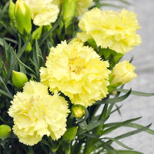 Carnation Dianthus Caryophyllus Rare Black Seeds for a lasting addition to the Unique Home Garden Displays