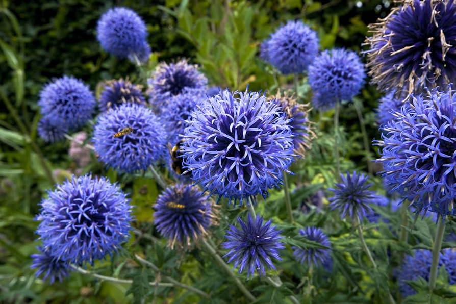 Echinops ritro Globe Thistle Seeds