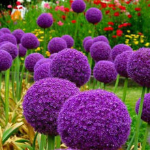 Light Purple Seeds (Allium giganteum) for growers stocking a kitchen garden
