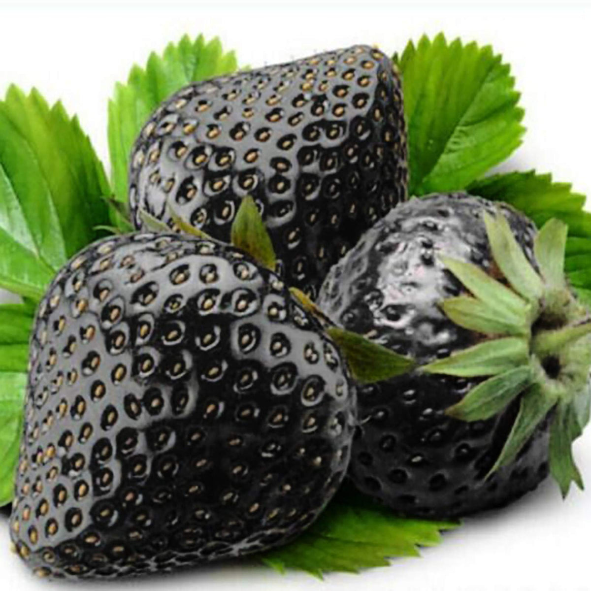 Black Strawberry (Fragaria × ananassa) seeds for planting in bonsai and fruit gardens