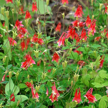 Columbine Aquilegia Canadensis Eastern Red Seeds for a bright addition to the Pollinator Border Edging