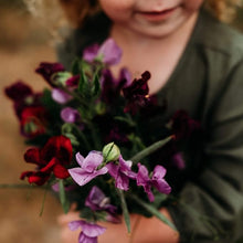 Lathyrus Sweet Pea Fragrant Mix Seeds valued by growers for aromatic, Colorful Flowers