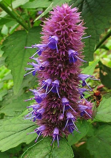 Lophantus Seeds for planting in flower bed