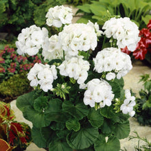 Geranium Seeds (Pelargonium hortorum) for growers filling out the decorative garden containers