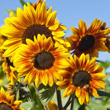 Oxeye Sunflower Seeds (Heliopsis helianthoides) for seasonal color across the Flower Bed