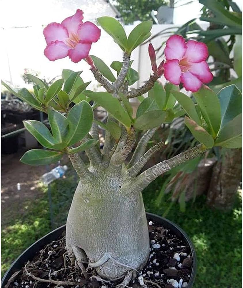 Desert Rose ��������� Adenium obesum ��������� for planting in ornamental home gardens