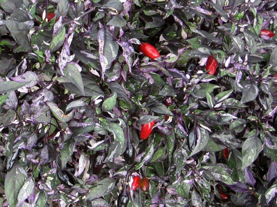 Calico - Variegated for planting in home garden