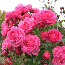 Polyantha Rose Seeds (Rosa spp.) for colorful blooms in the Flower Bed & Home Garden