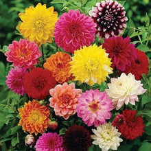 Dahlia Seeds for seasonal color across the Home Garden & Flower Bed
