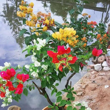 Rare mixed color Bougainvillea flower seeds
