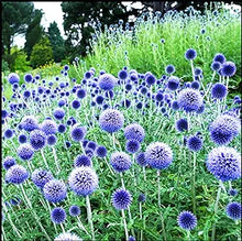 Blue Globe Thistle (Echinops Ritro) Seeds for a colorful addition to any planting