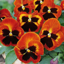 Viola Angel Amber Kiss Seeds grown for beautiful Amber-Colored Flowers