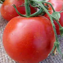 Arkansas Seeds (Traveler tomato) valued by growers for heirloom pink fruit varieties