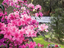 Azalea Rhododendron Pure Pink Seeds for a bright addition to the Garden Patio Pots