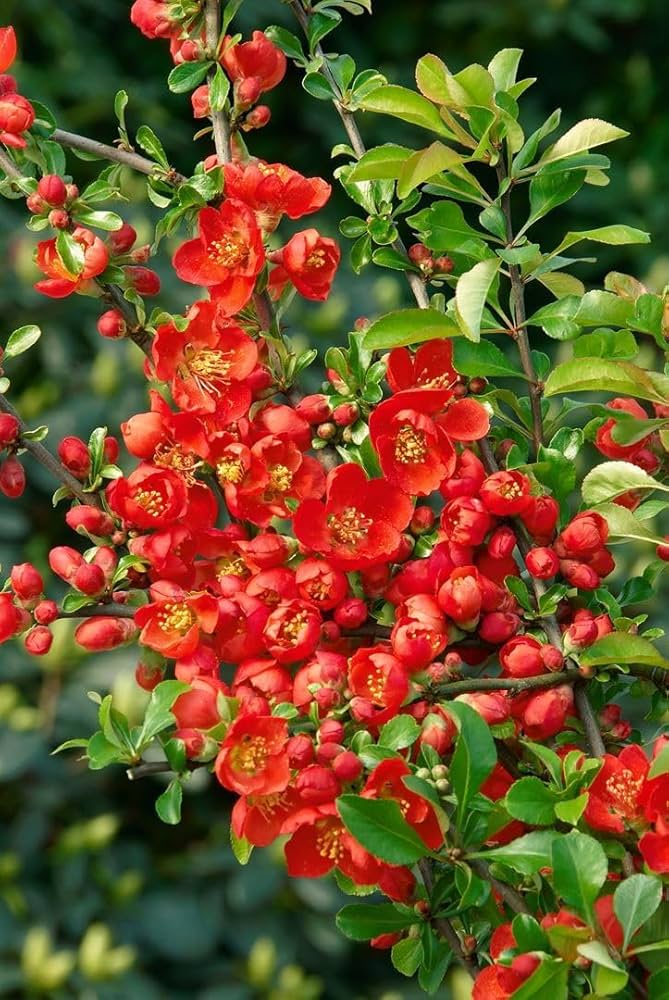 Japanische Quitte Chaenomeles Japonica Baum Samen (Hardy Fragrant Seeds for a colorful addition to any planting