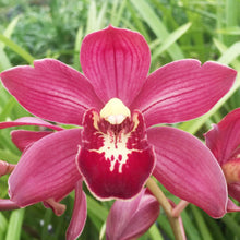 Early Coralroot Orchid Seeds for growers seeking a long-blooming display