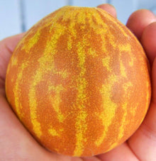 Vietnam Milk Melon Seeds for a reliable harvest in the Bonsai Vegetable Gardens
