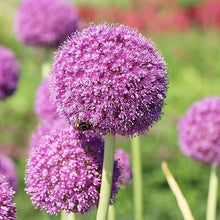 Allium Seeds (Allium giganteum) for a lasting display in the vertical garden or home landscape designs