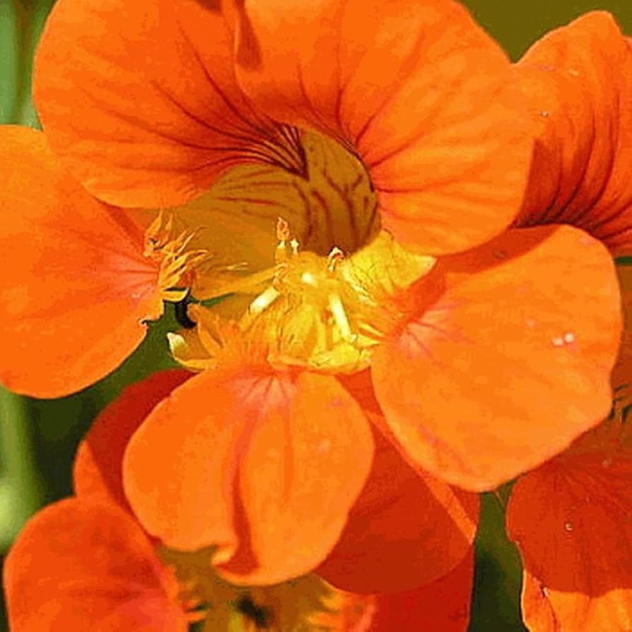 Wildflower Nasturtium Mix seeds â€“ colorful, low-maintenance blooms