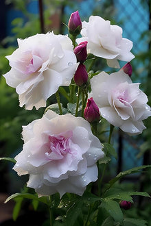 Eustoma Eustoma Grandiflorum Seeds for colorful blooms in the Garden Floral Arrangements