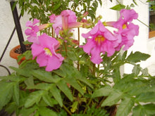 Hardy Gloxinia Incarvillea Cream & Rosy Purple Mix Seeds for colorful blooms in the Flower Garden Decoration