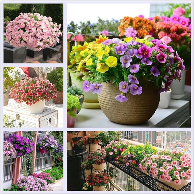 Petunia Flower for planting