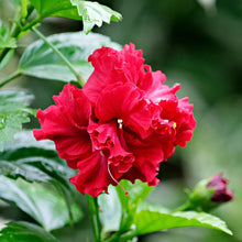 Double Petal Hibiscus Hibiscus Rosa-Sinensis Seeds for a lasting display in the Home Ornamental Borders