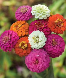 Zinnia Seeds (Zinnia spp.) for seasonal color across the Flower Bed