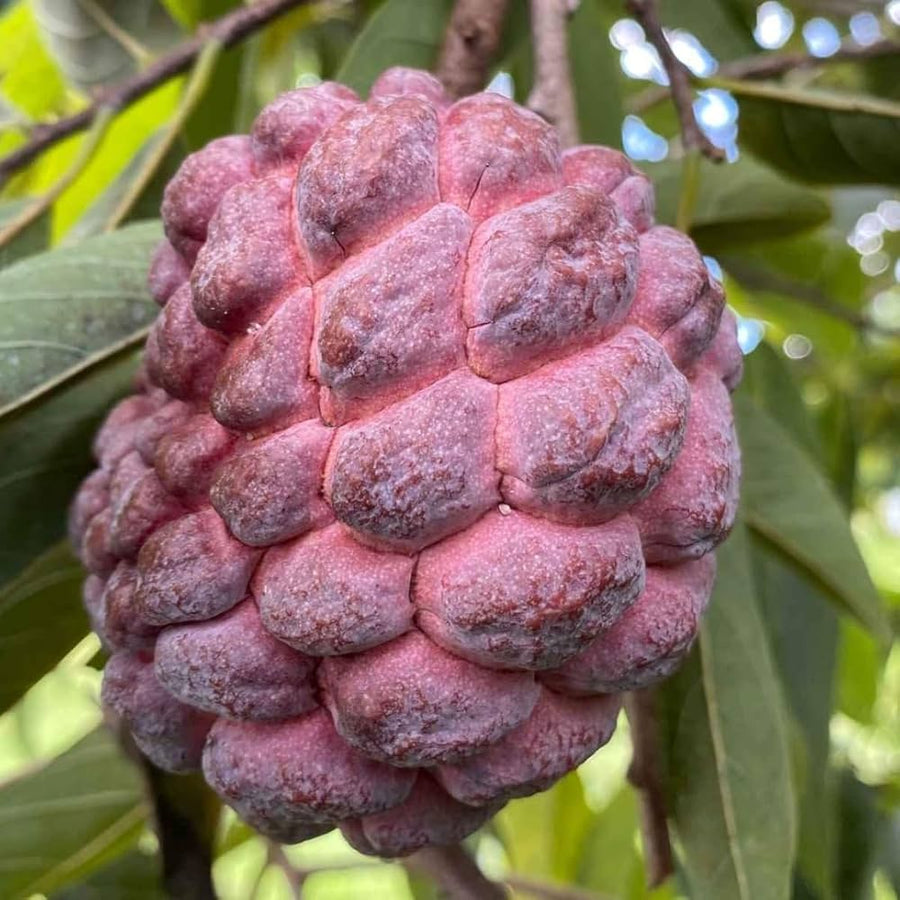 Sugar Apple Annona squamosa for tropical garden planting